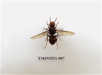 藏品(黃腳虎頭蜂)的圖片